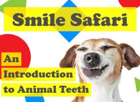 Henderson dentist, Dr. Hahn at Stephen P. Hahn DDS, takes readers on an exploration of animal teeth and explains why they can be so different from creature to creature.